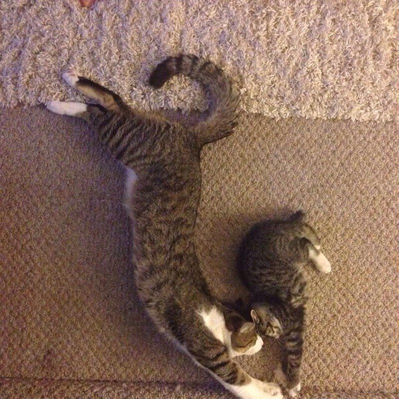 Кошки йоги