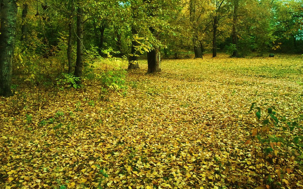 По осеннему ковру
