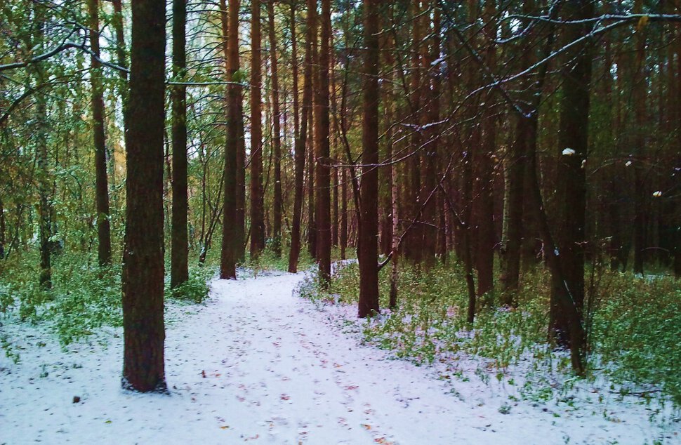 Пока снега в лесу мало
