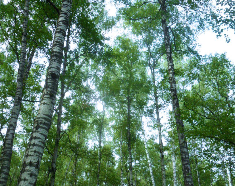 Шишкин летний лес