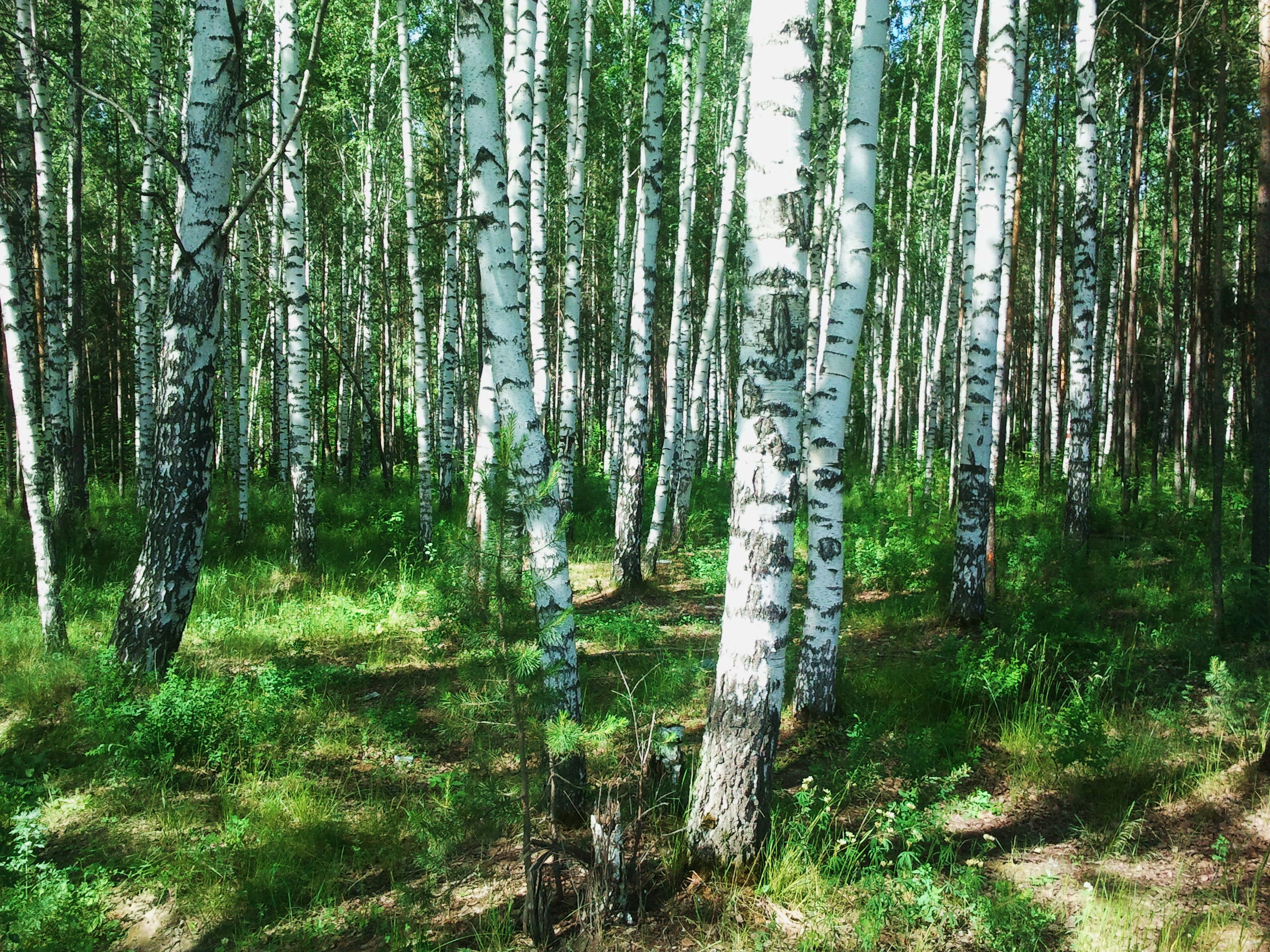 Природное сообщество березовый лес