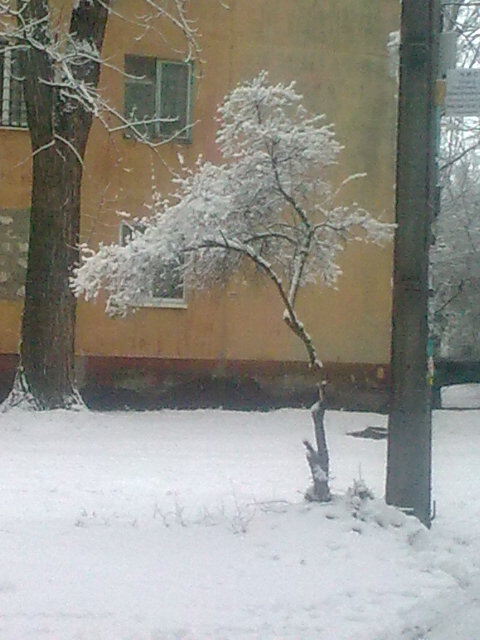зимнее дерево