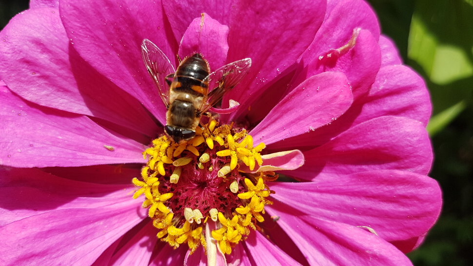 Циния и пчела