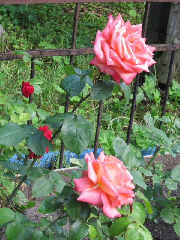 Две нежные розы