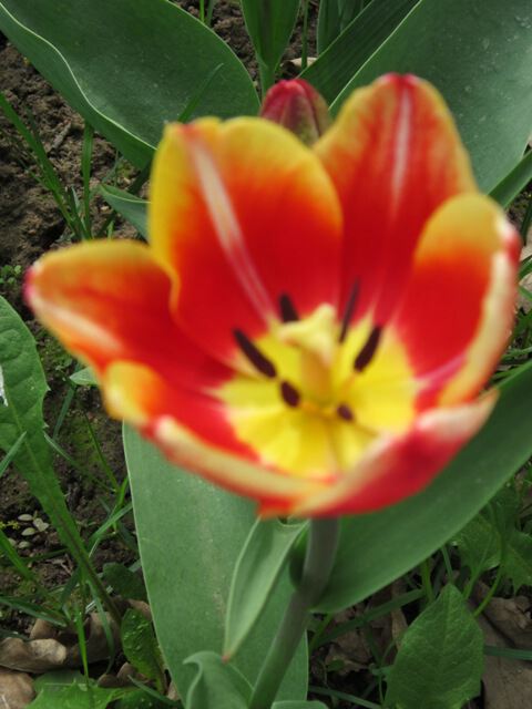 Красно-желтый прекрасный тюльпан