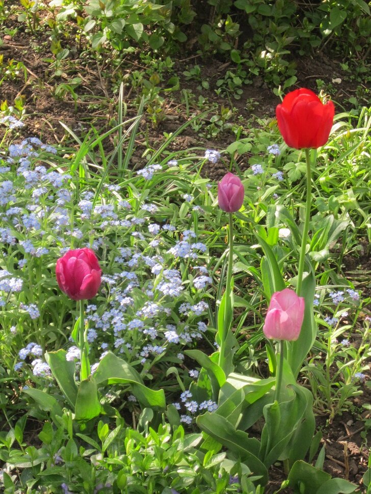Незабудки и тюльпаны