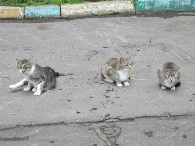 Сидят три кошки