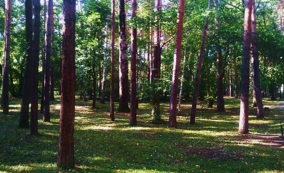 В лесочке