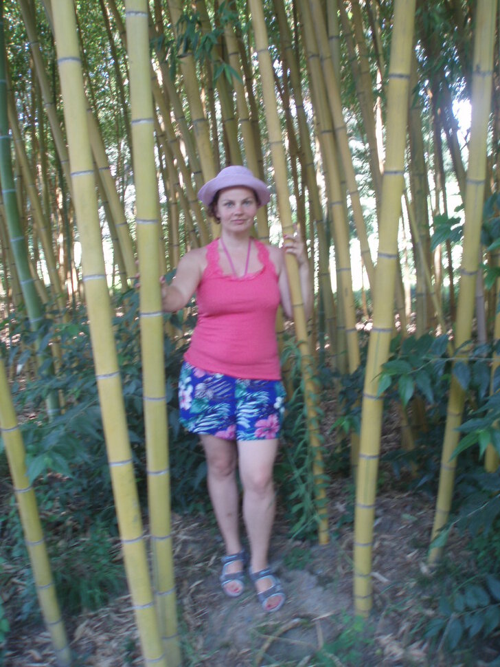 Много бамбука