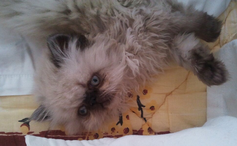 Про котёнка