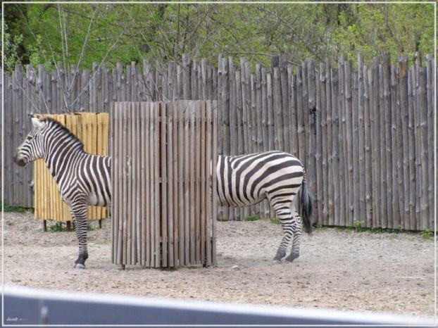 Таксовая зебра