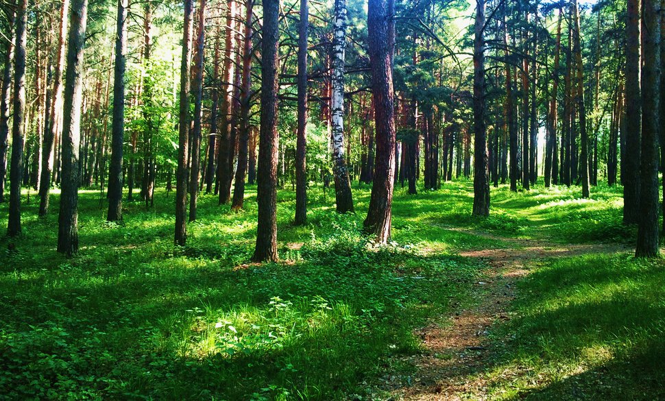 В заводском парке