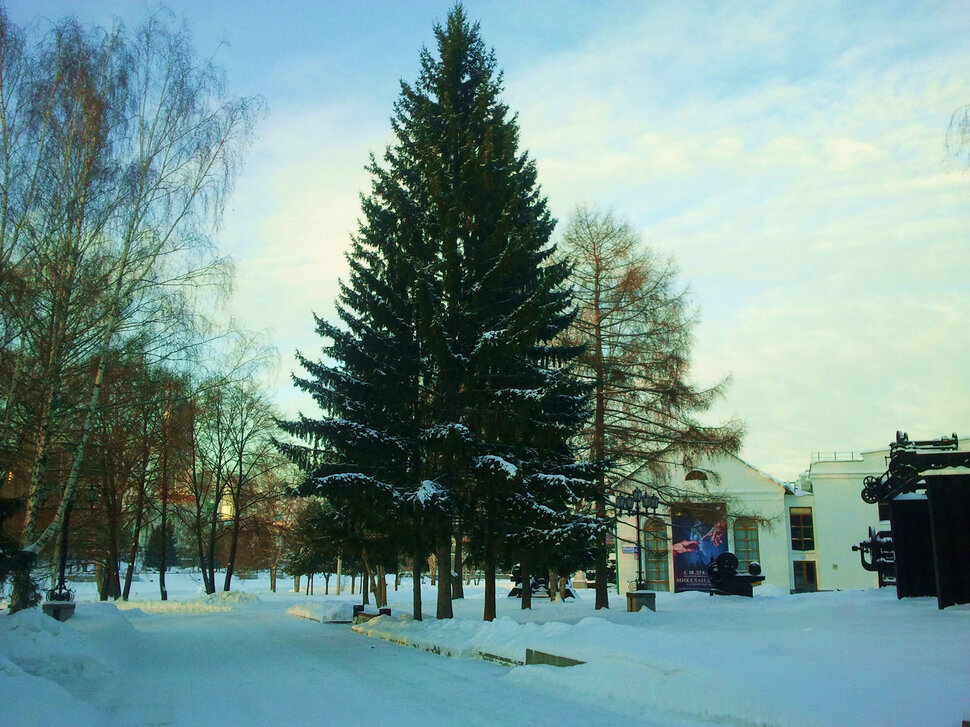 У ели зимой в парке