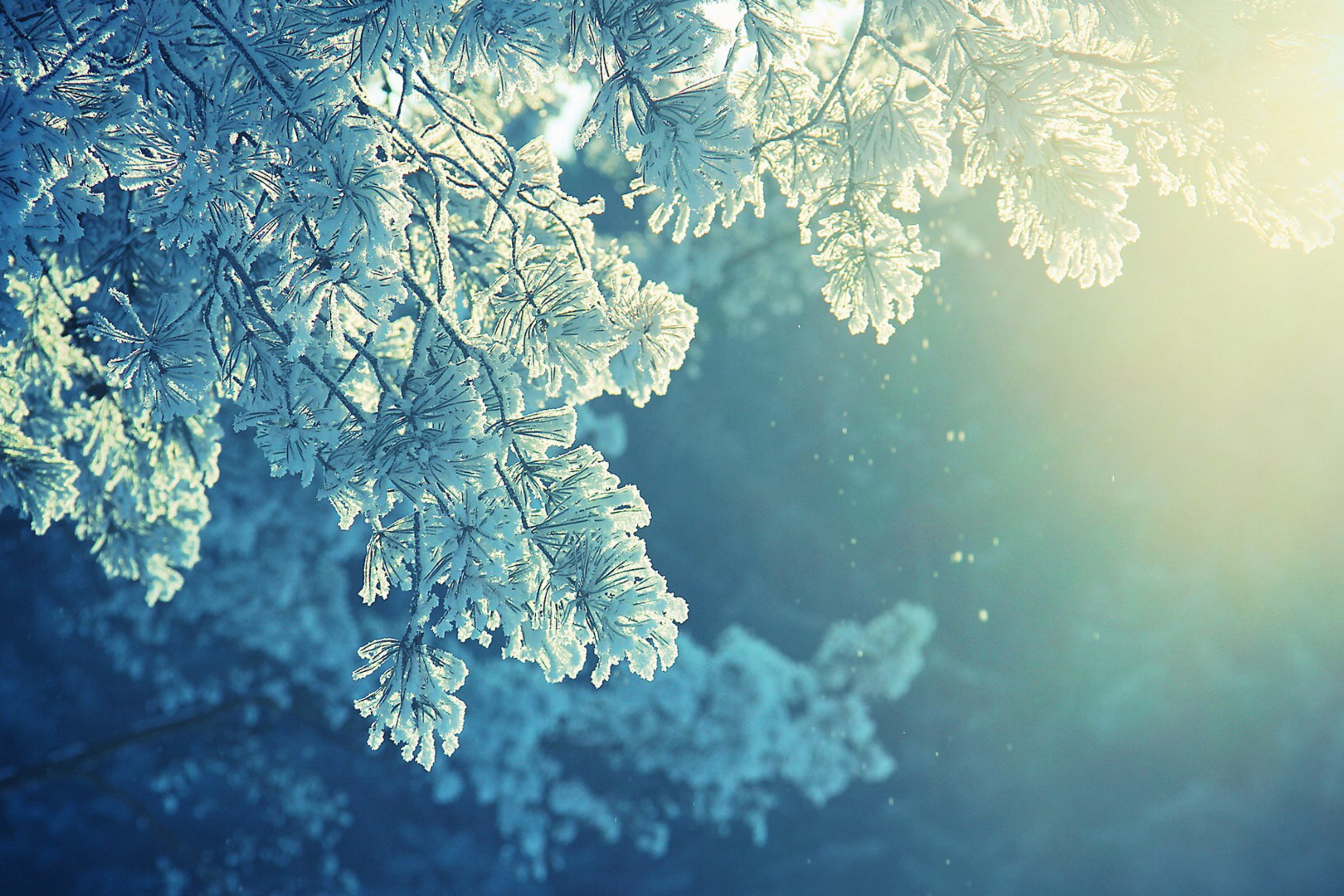 природа деревья зима снег солнце бесплатно