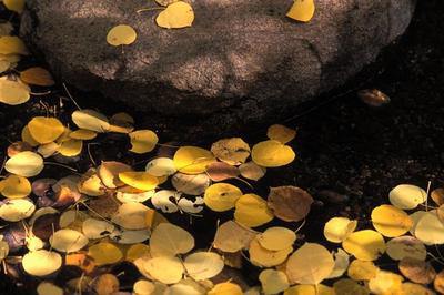 Осень золотые листопады