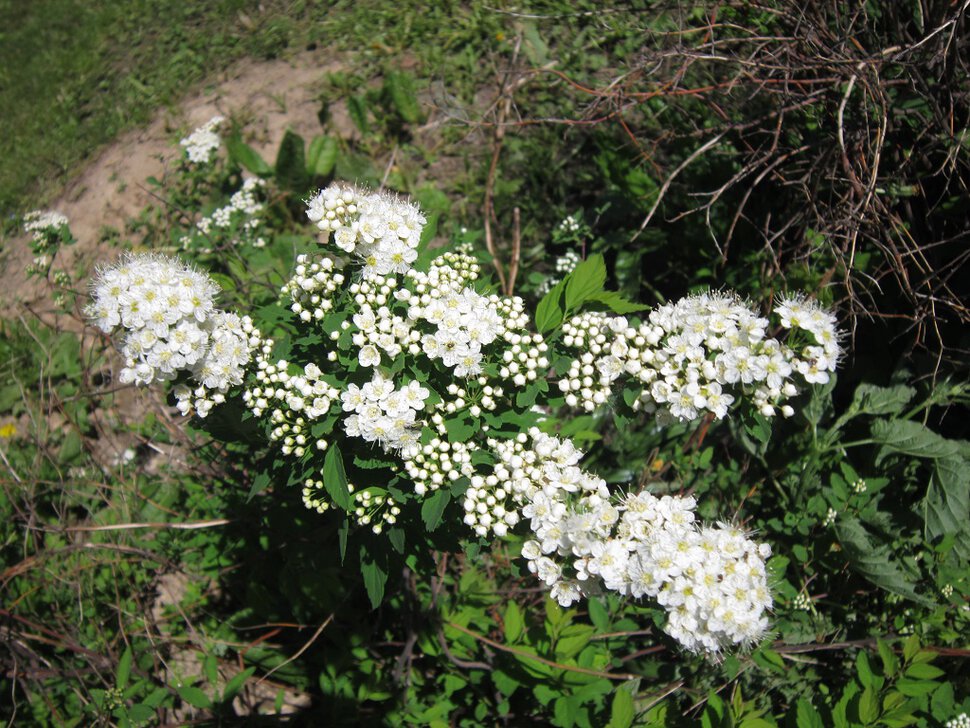 Снежник расцвёл