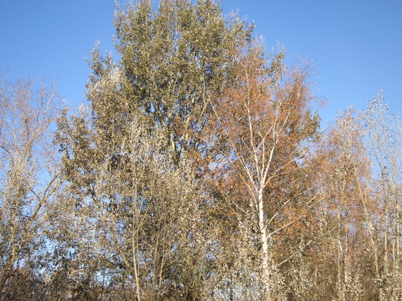 Деревья в синеве