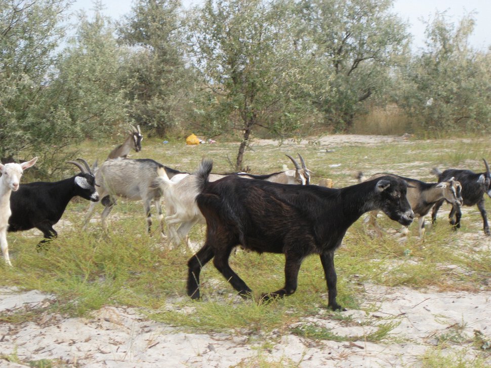 Крымские козы