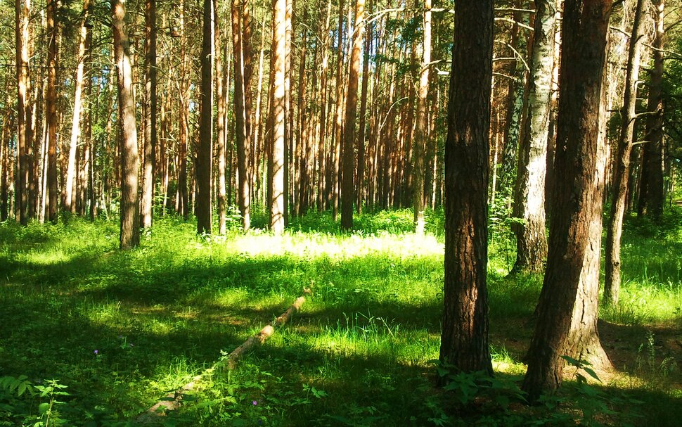 У солнечной полянки