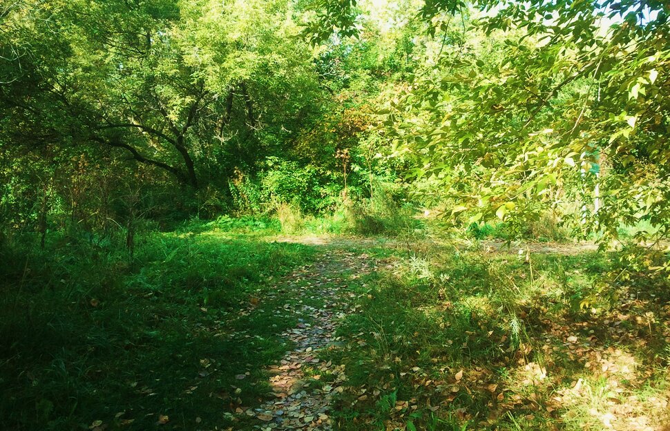 В зарослях