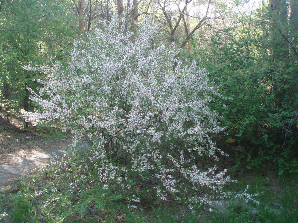 Вечерняя прогулка, в лесопарке