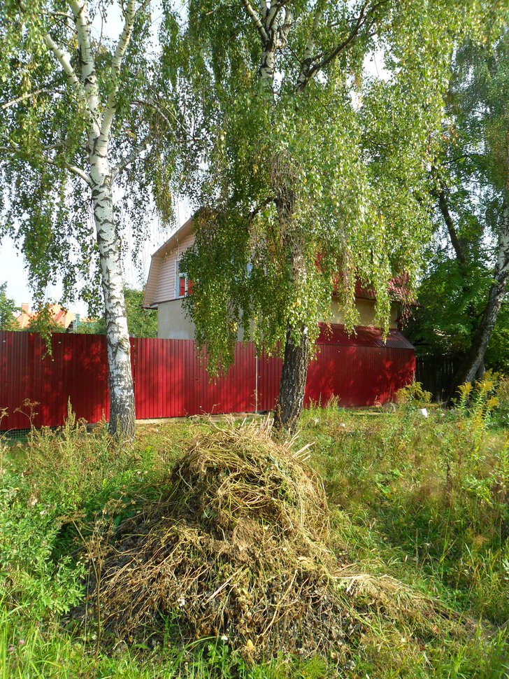 Чеховский лес в начале сентября