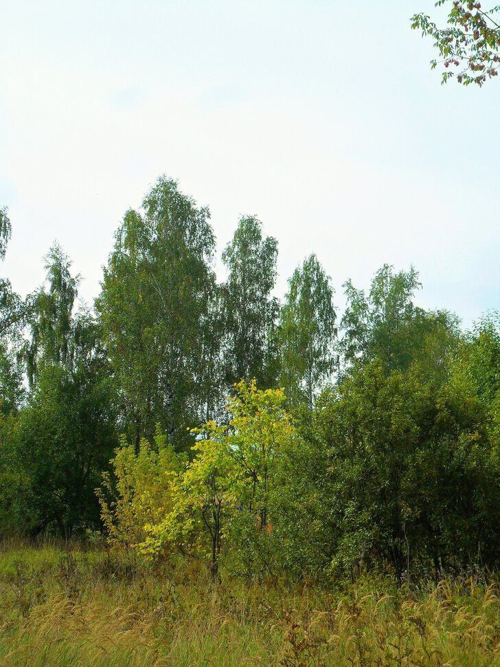 Чеховский лес в начале сентября