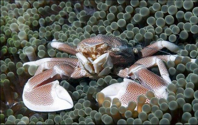 Морское дно