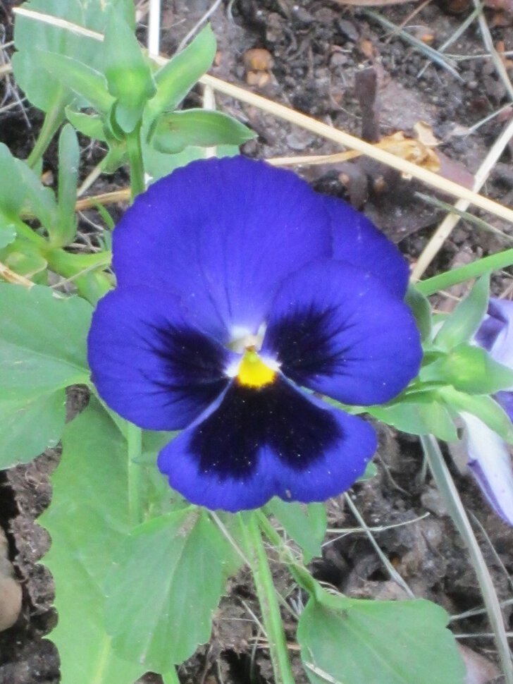 Синенький скромный цветочек