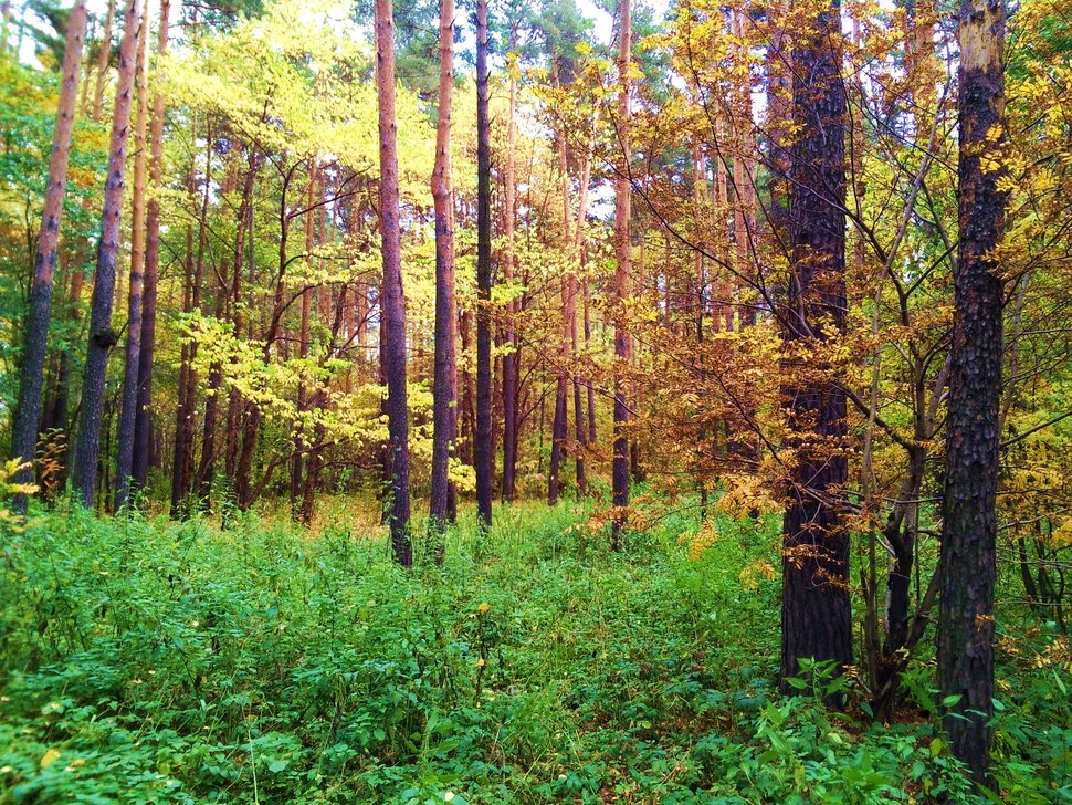 В осеннем лесу