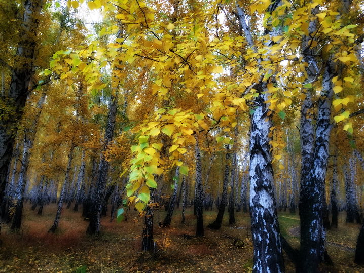 волшебница осень