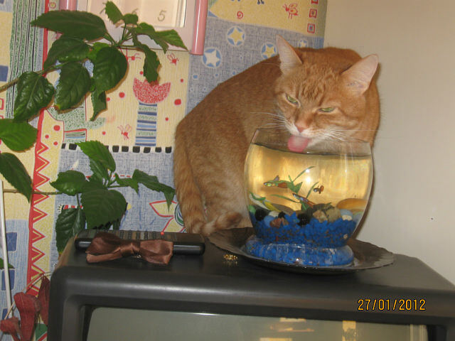Кот рыболов!