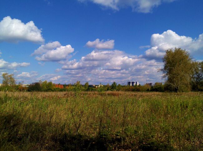 Поле, лес и небо