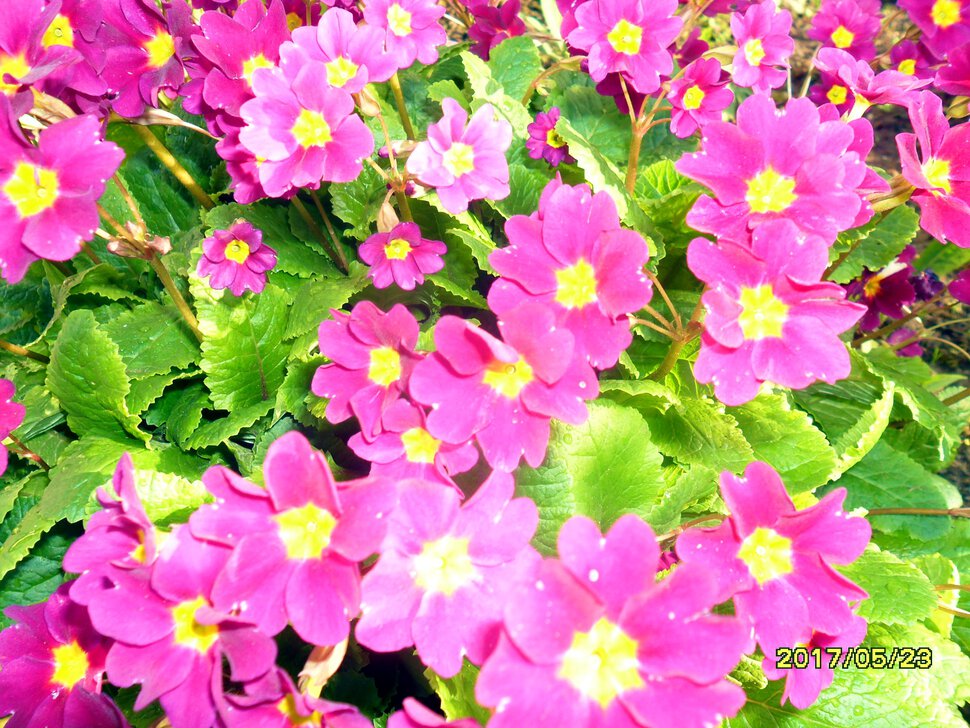 Примулы махровые,весенние красочные первоцветы