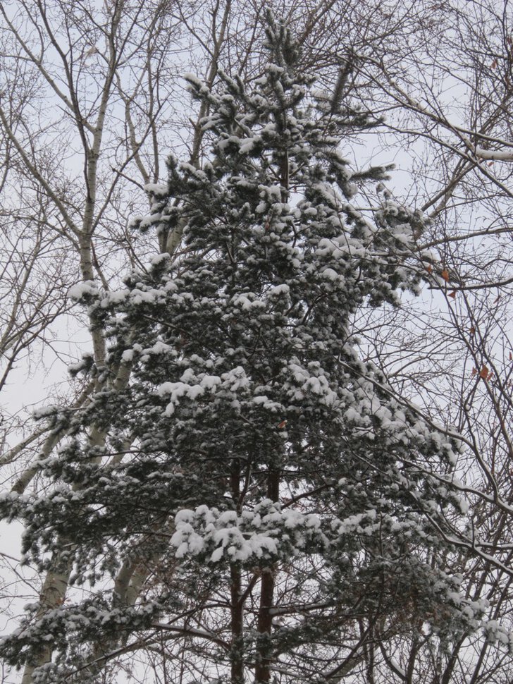 Сосна в январе