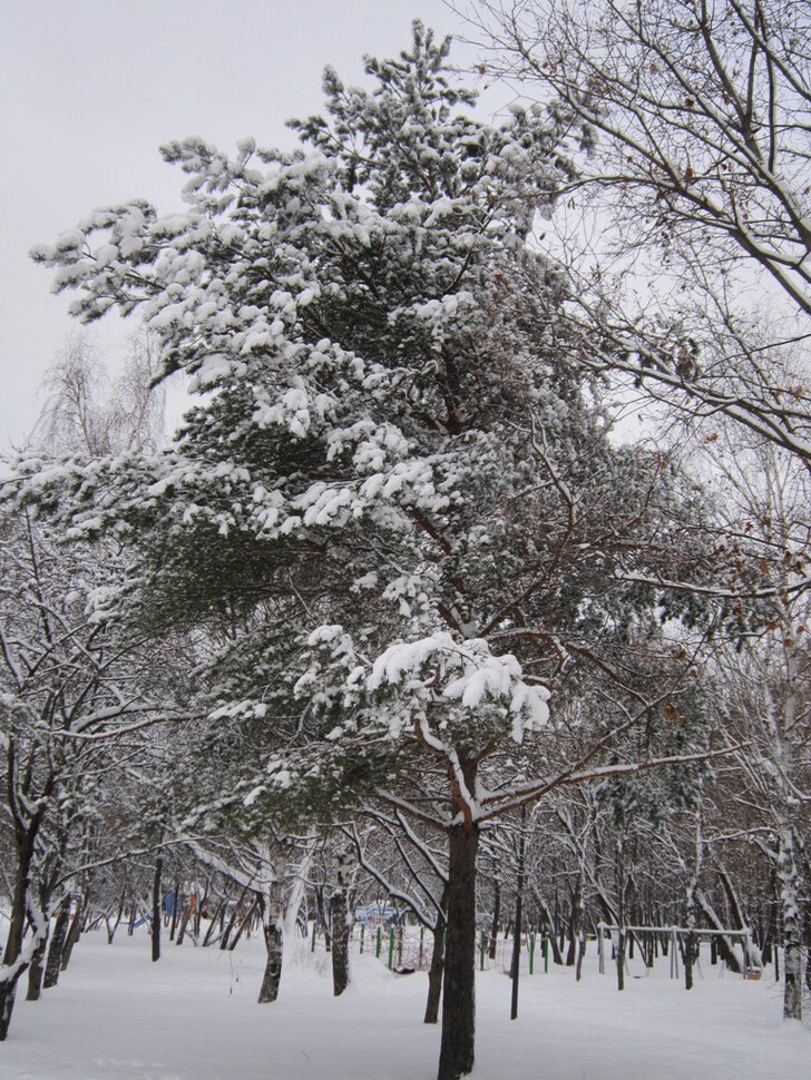 Сосна в январе