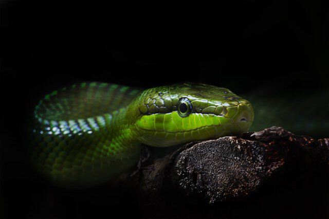 Зеленый змей