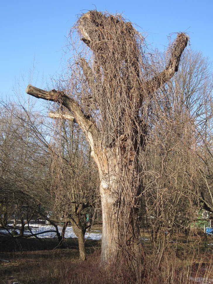 Дерево в синеве