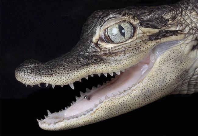 Фото крокодила