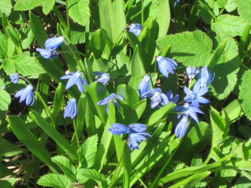 Голубые весенние цветики