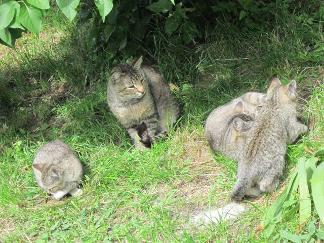 Кошки и котята