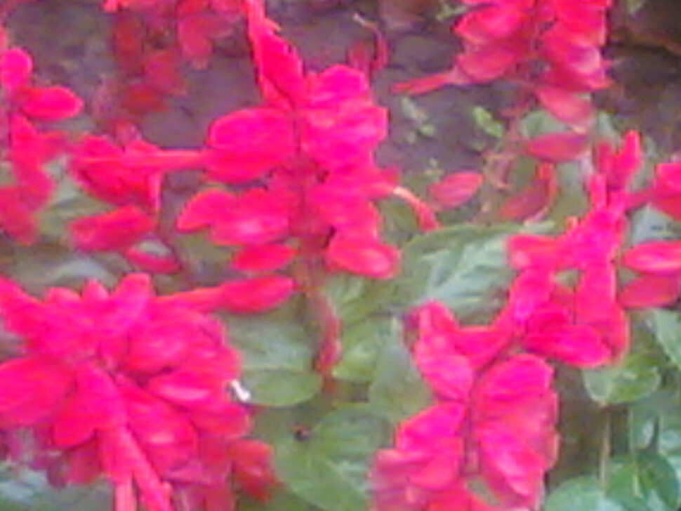Красные Цветы