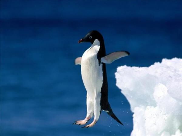 Нырок пингвинчиком