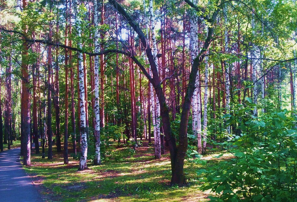 У березок