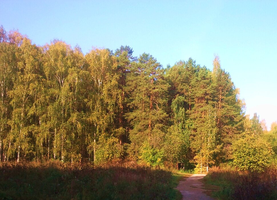 У осеннего леса