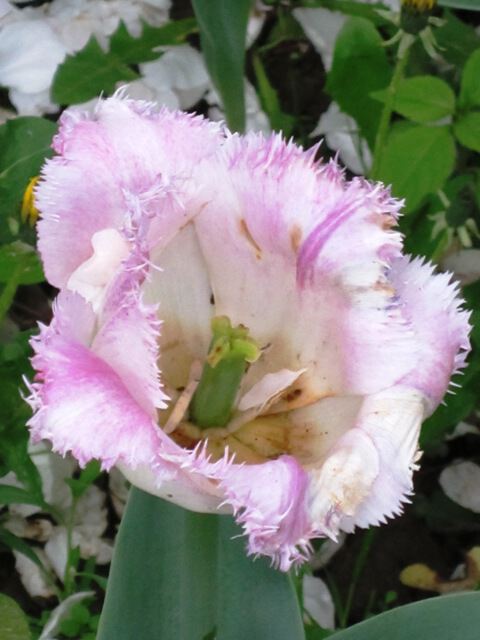 Бело-розовый цветок