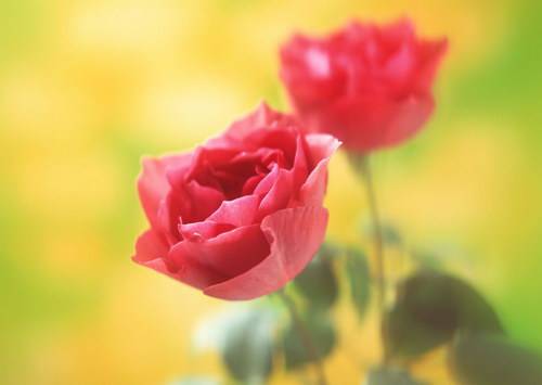 Фото цветы розы