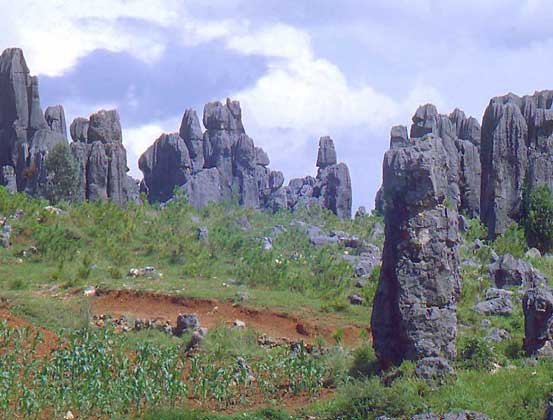 Скальный лес
