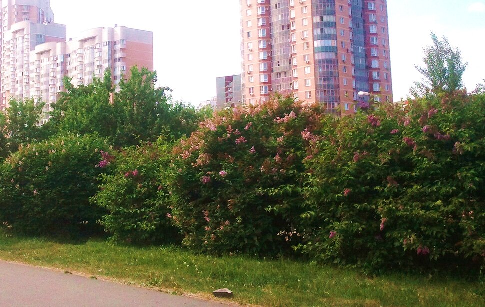 В парке летом