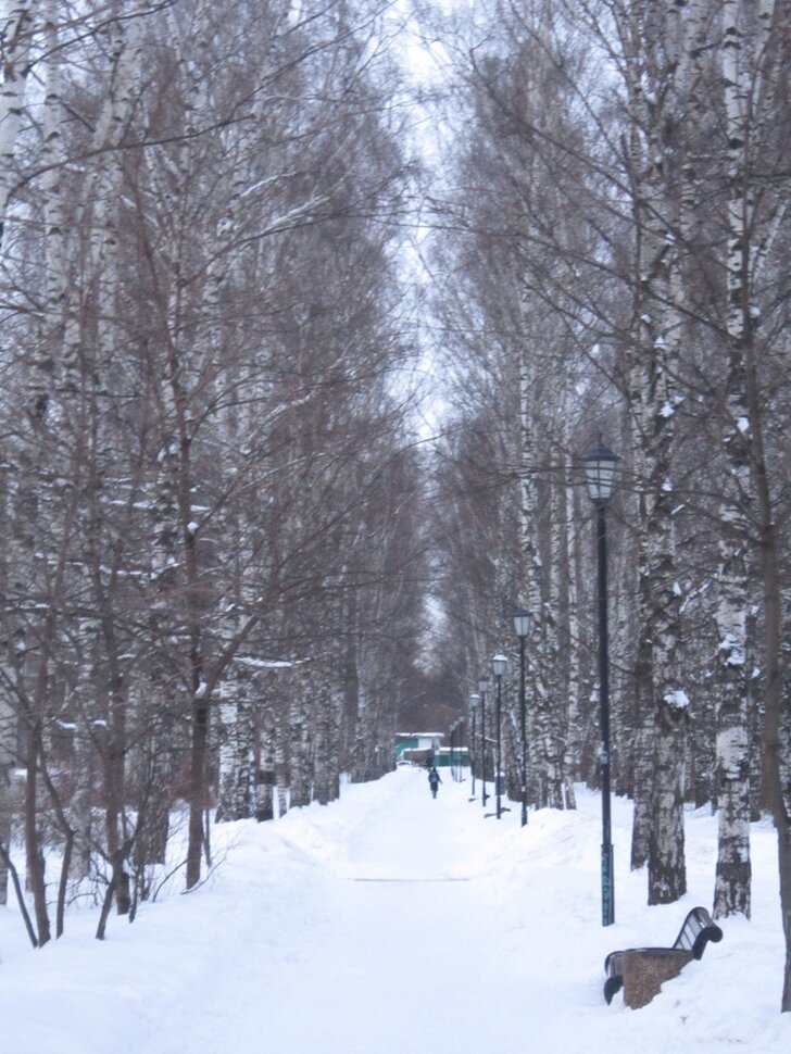 Берёзовая аллея в феврале